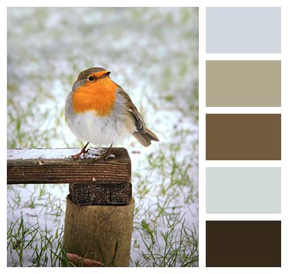 Bird Robin Erithacus Rubecula Image